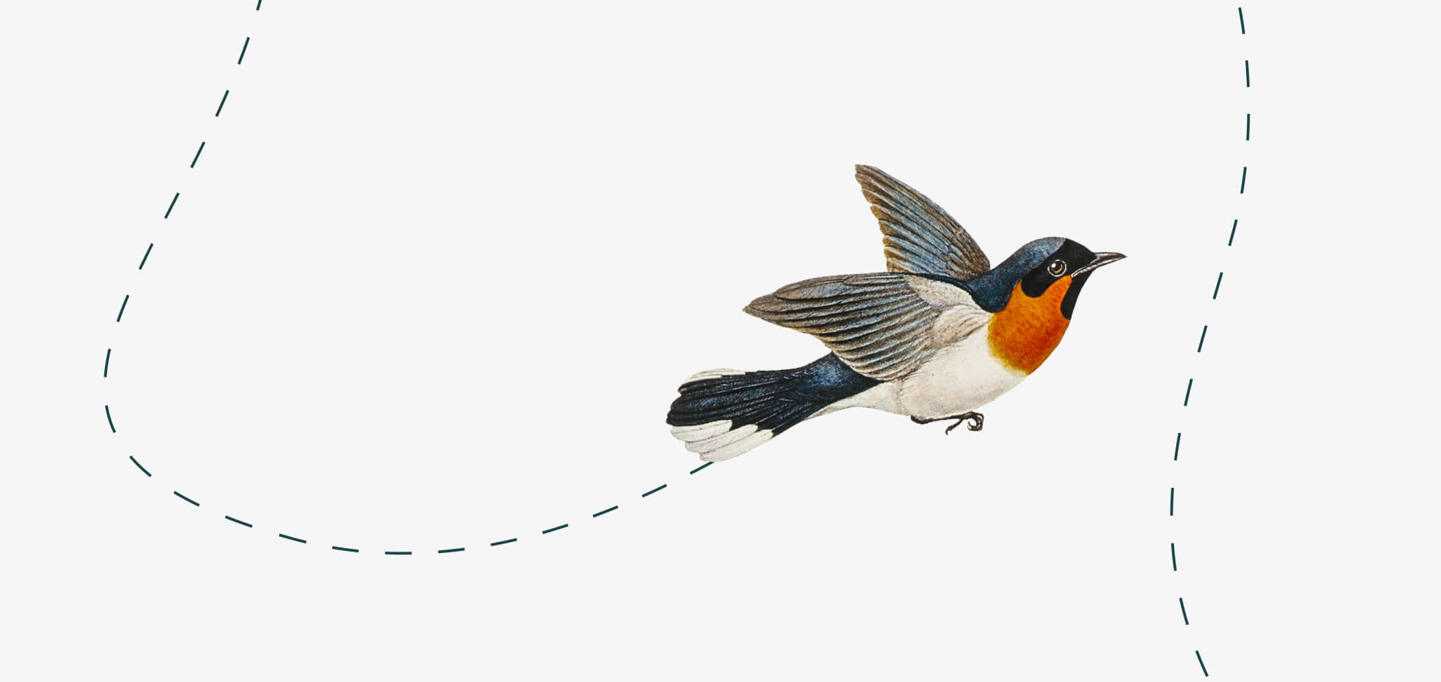 Illustratie van een vliegende vogel.